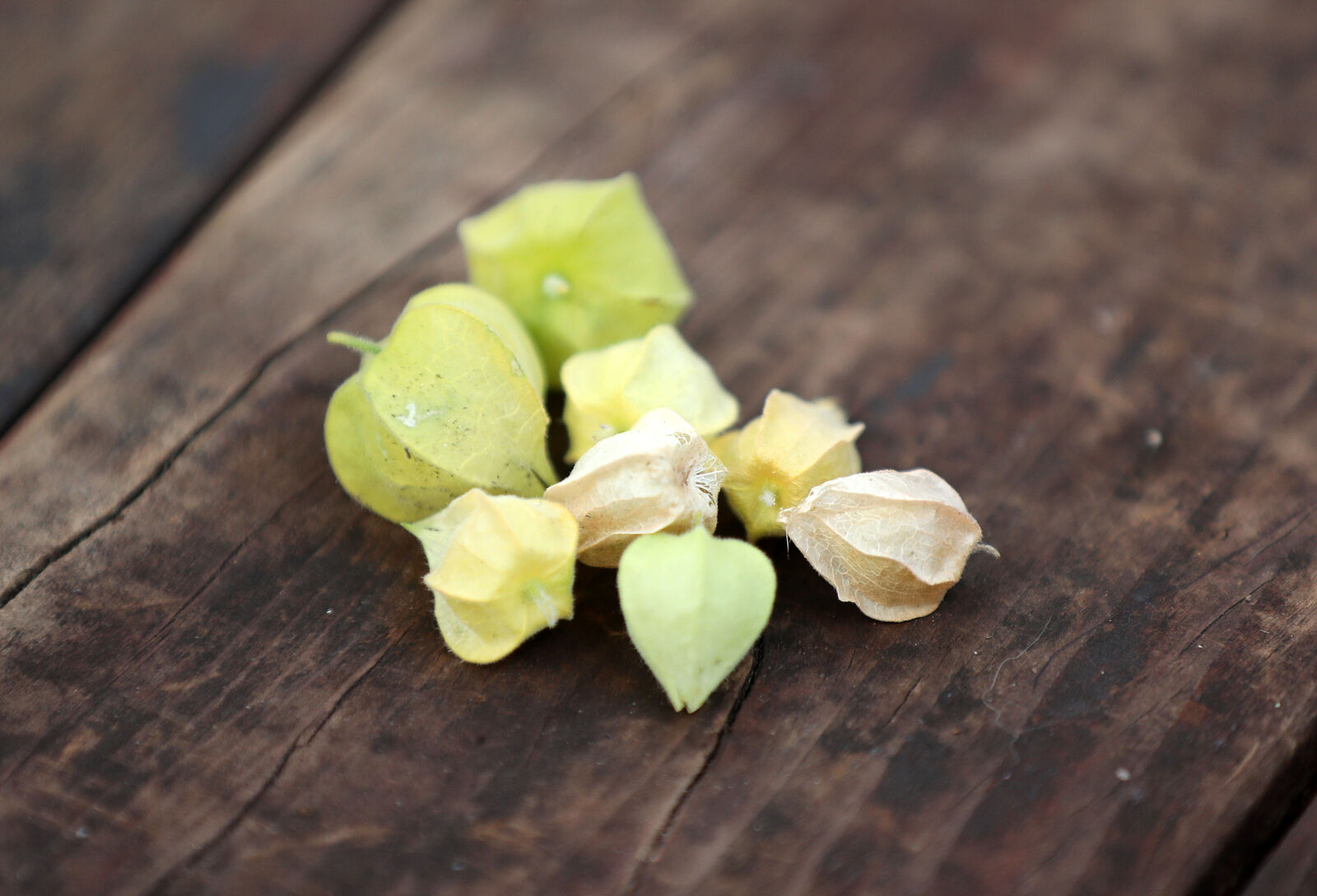 Ground cherries